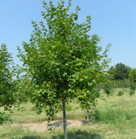 Shangtung Maple