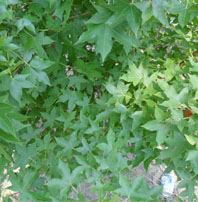 Shangtung Maple