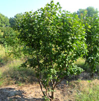 Tatarian Maple